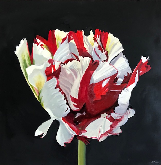 Tulipa Estella Rijnweld