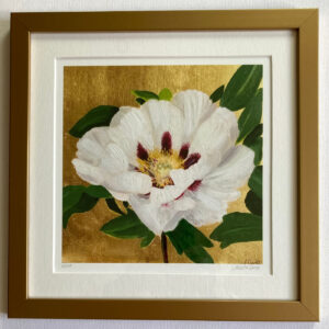 Rosemoor White Rockii Peony on Gold