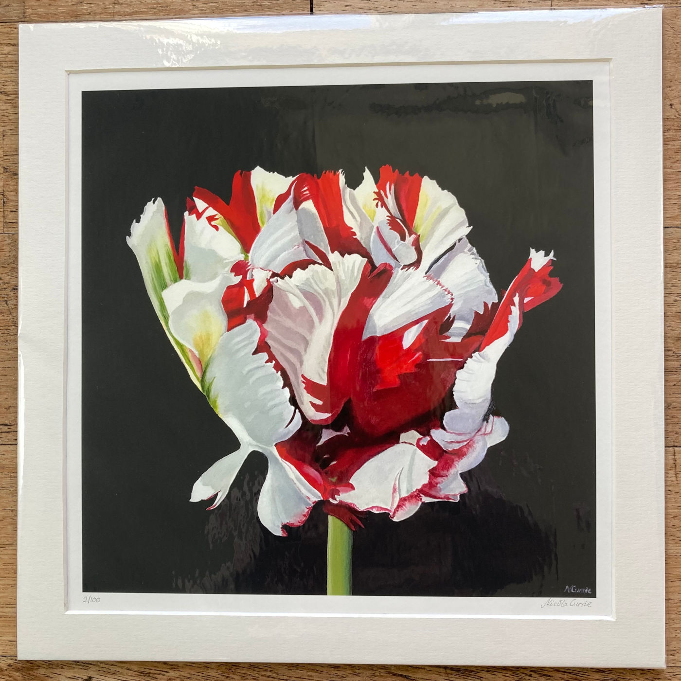 Tulippa Estella Rijnveld