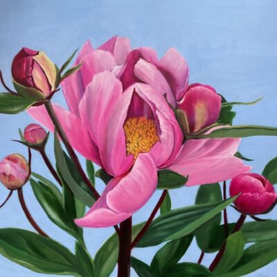 Magenta Peonies