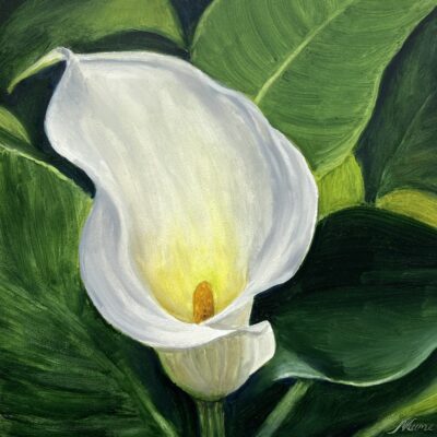 Oil painting of a white calla lily
