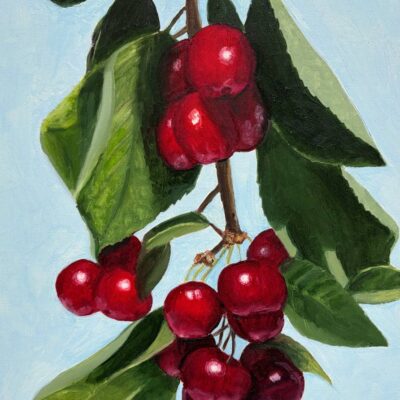Cherry Ripe - an oil painting of hanging red cherries