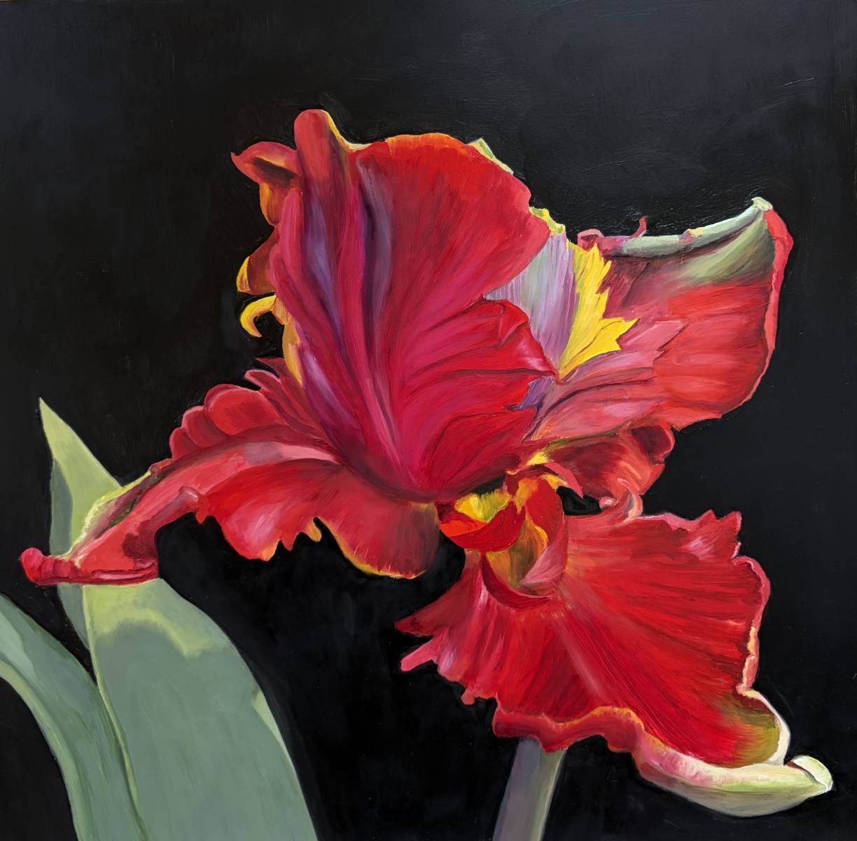 Rainbow Parrot Tulip
